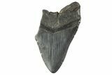Partial Fossil Megalodon Tooth - South Carolina #332310-1